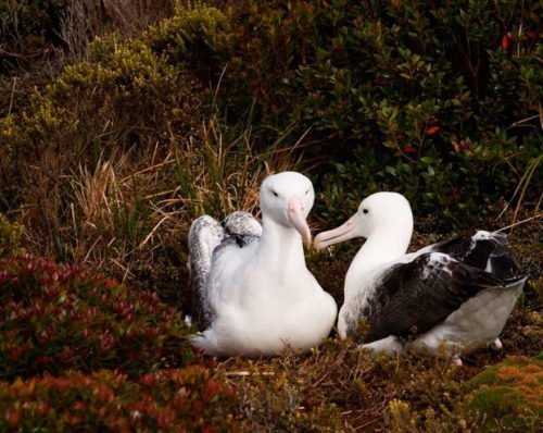 Gallery: Birdlife photography by readers - Australian Geographic