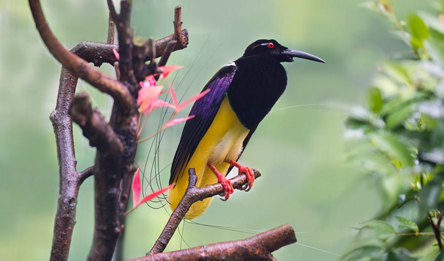Twelvewired bird of paradise Australian Geographic
