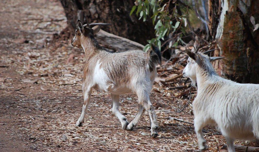 Death-row dingoes plan blocked - Australian Geographic