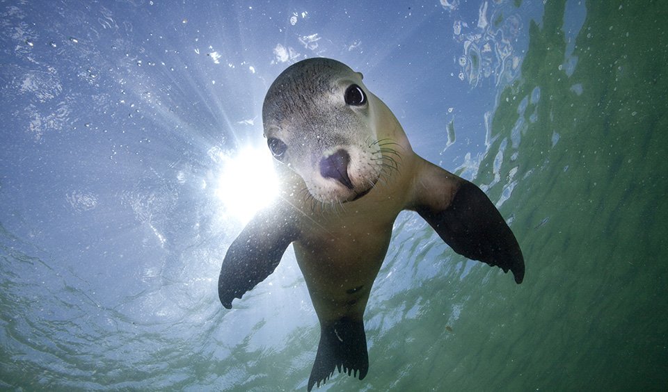 Gallery Australian sea lions Australian Geographic