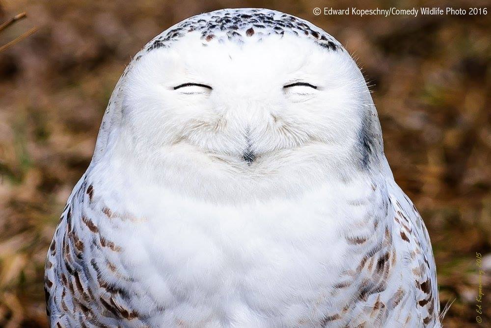 Is this Owl Sleeping or Smiling