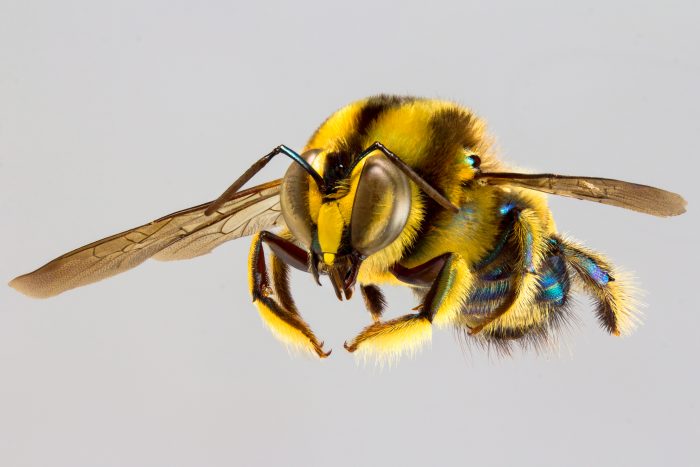 A photographic guide to Australia's bees - Australian Geographic