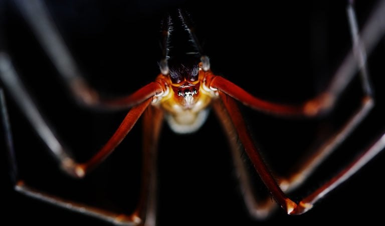 The Underground World Of Spiders Australian Geographic