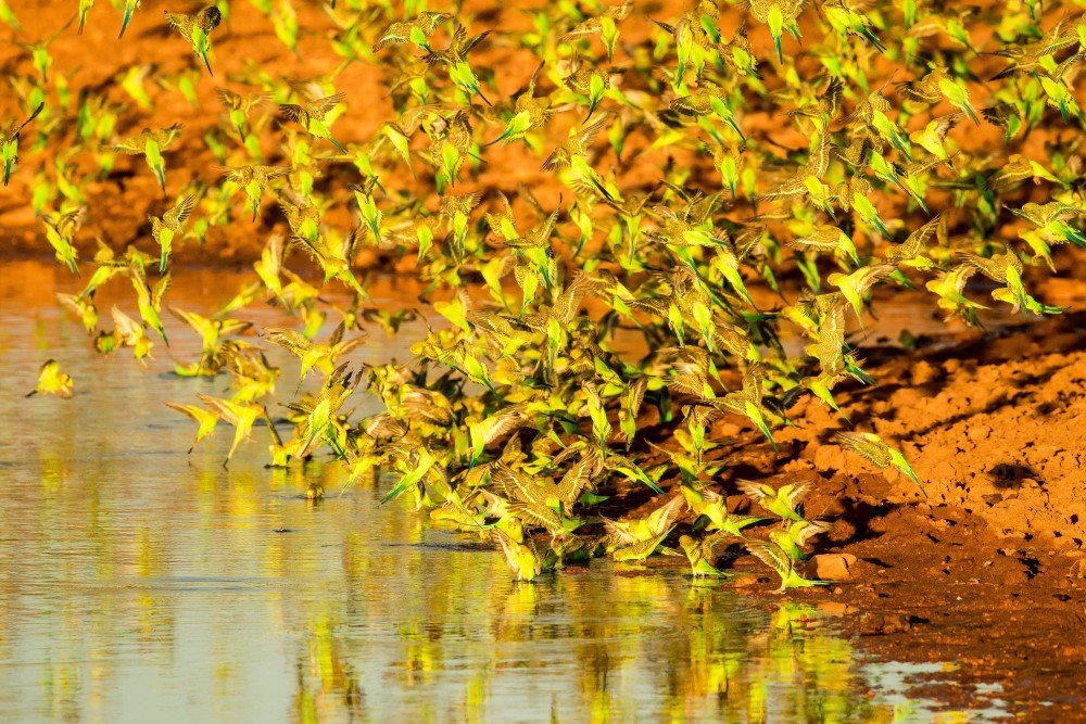 Why Yellow Birds Mysteriously Turn Red