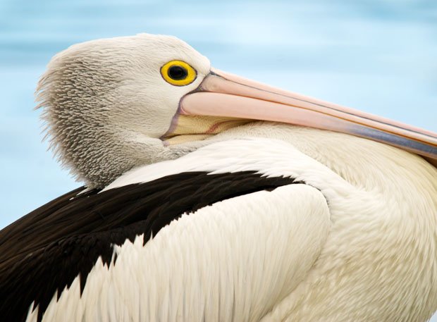 direkte Nedsænkning implicitte Gallery: The Australian Pelican - Australian Geographic