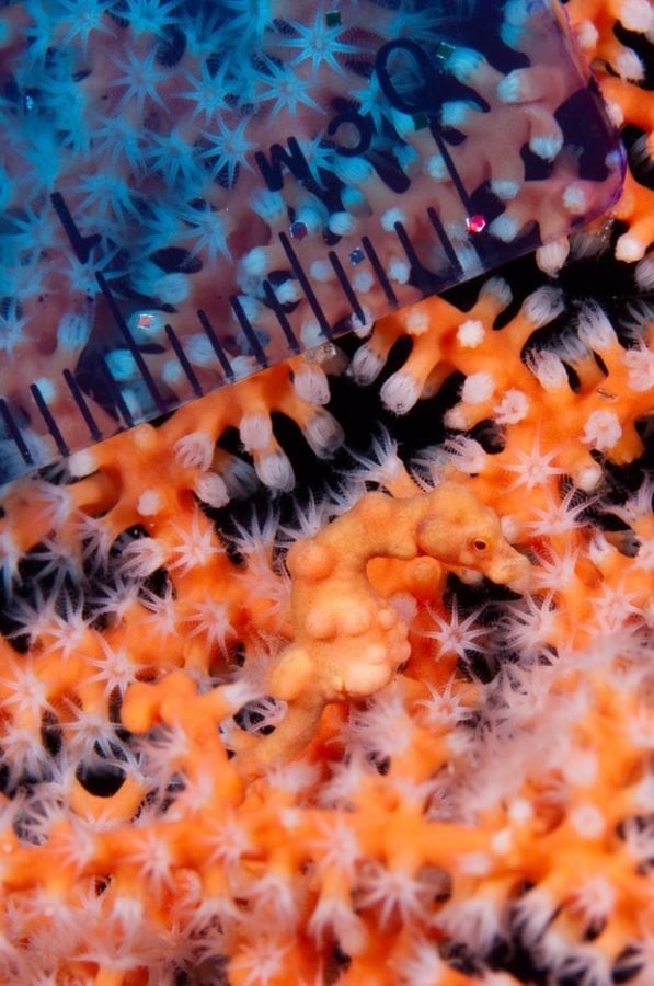 GALLERY: Pygmy Seahorses - Australian Geographic