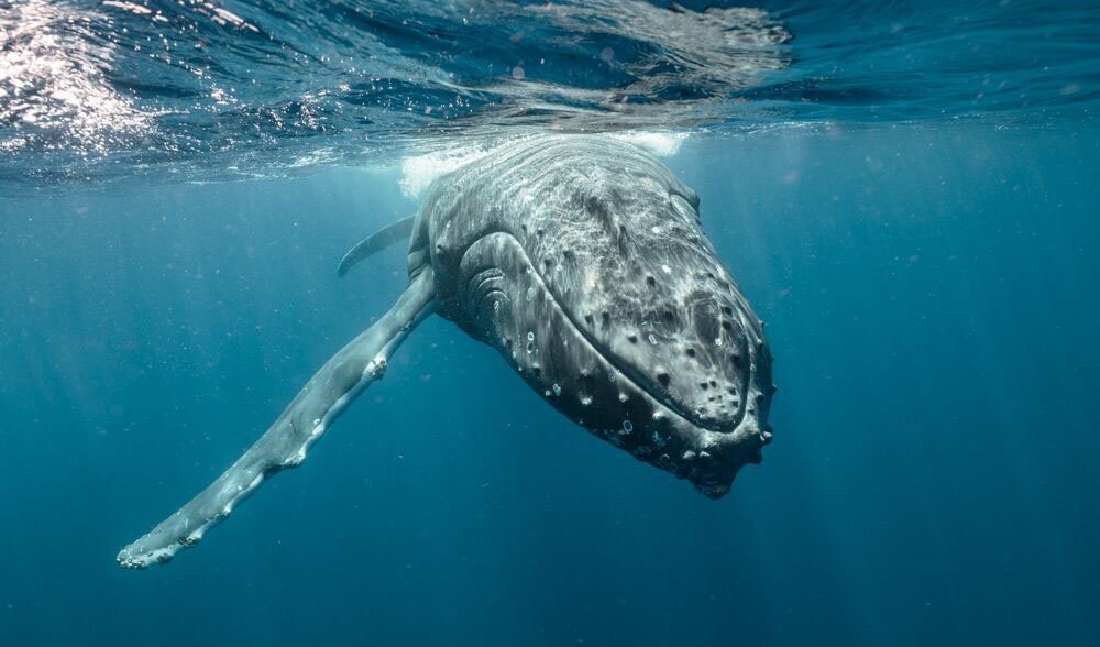 The whales of Tonga - Australian Geographic