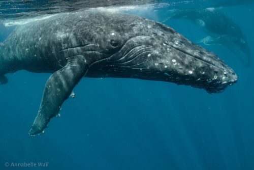 The whales of Tonga - Australian Geographic