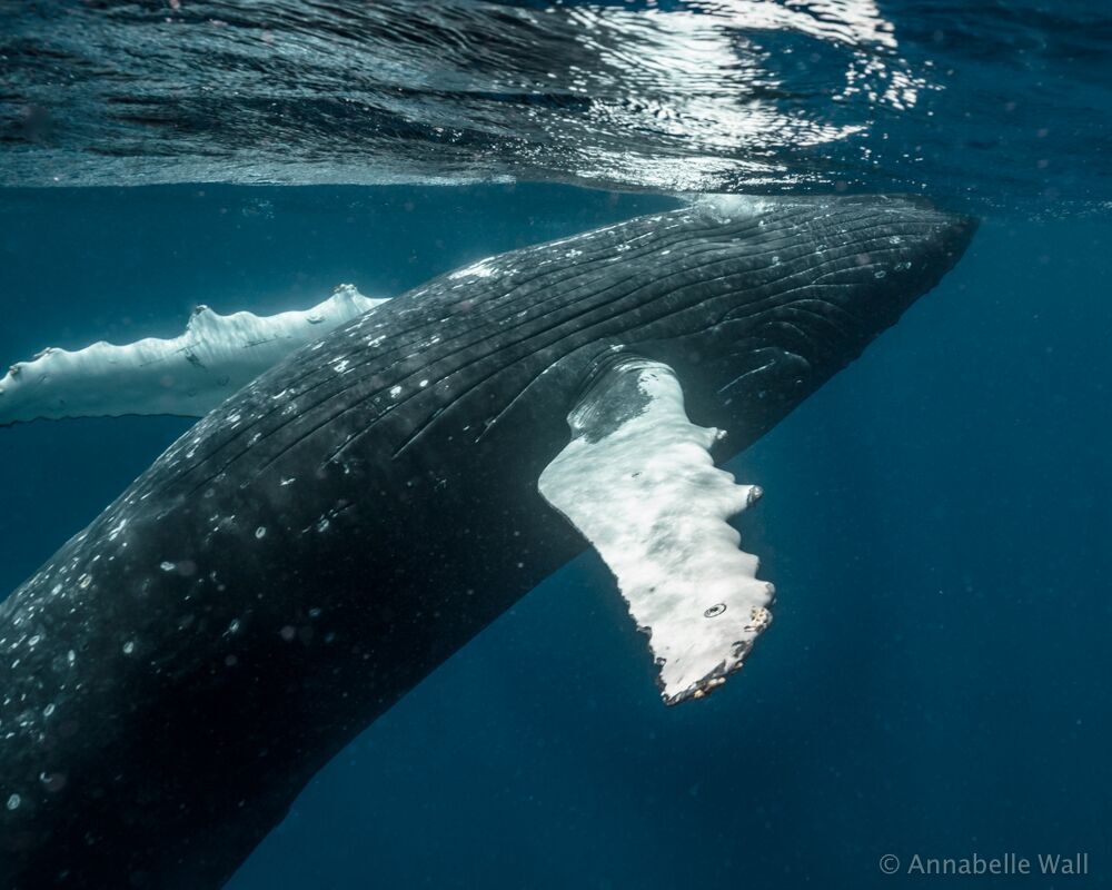 The whales of Tonga - Australian Geographic