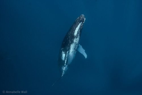 The whales of Tonga - Australian Geographic