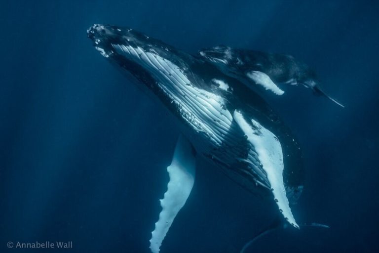 The whales of Tonga - Australian Geographic