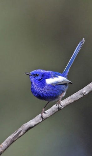 Gallery: Colourful birds - Australian Geographic