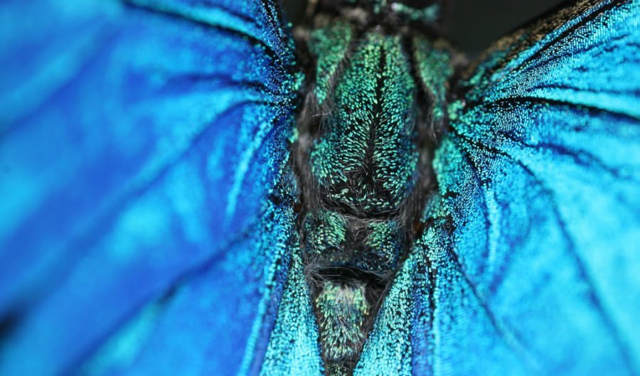 Pellucid hawk moth's wings like invisibility cloak - Australian Geographic