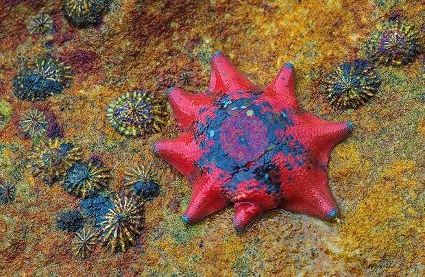 Ag Reader Photo: Sea Star, Tas - Australian Geographic