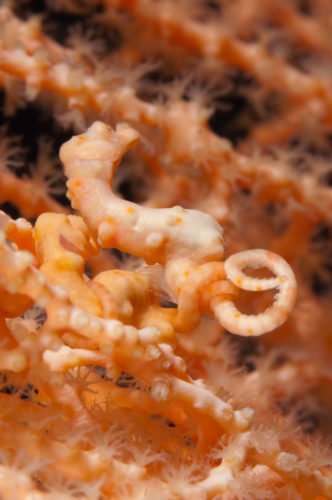 GALLERY: Pygmy Seahorses - Australian Geographic