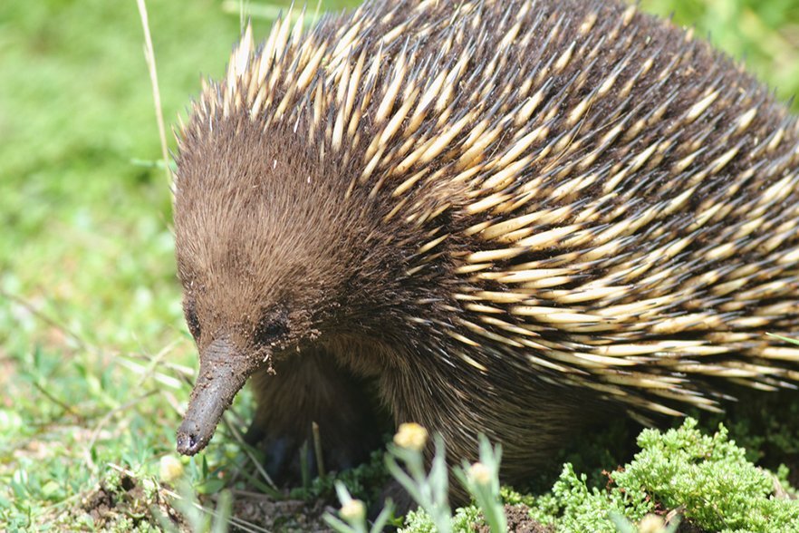 Platypus, echidna venom could help treat diabetes - Australian Geographic