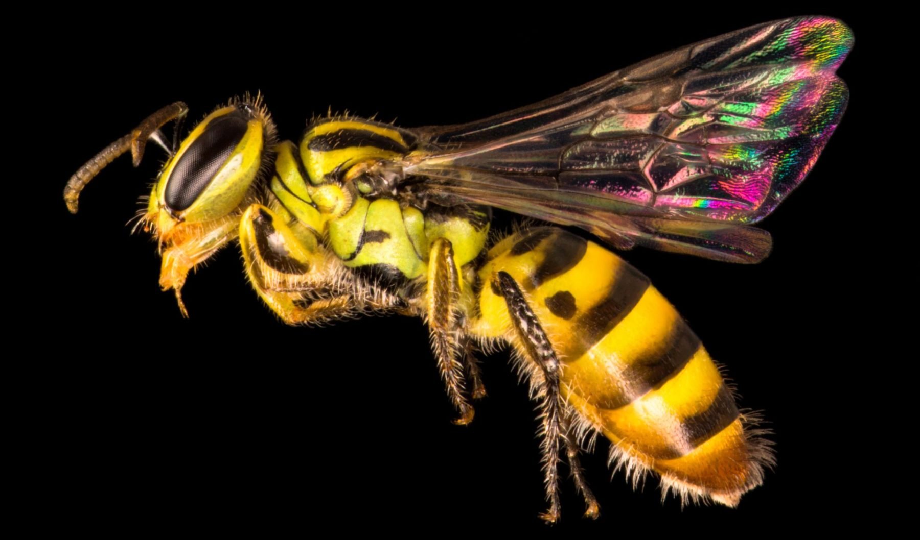 A photographic guide to Australia's bees - Australian Geographic