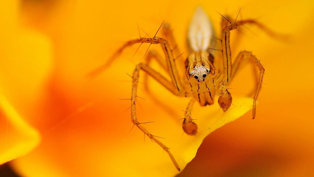 The world in macro - Australian Geographic