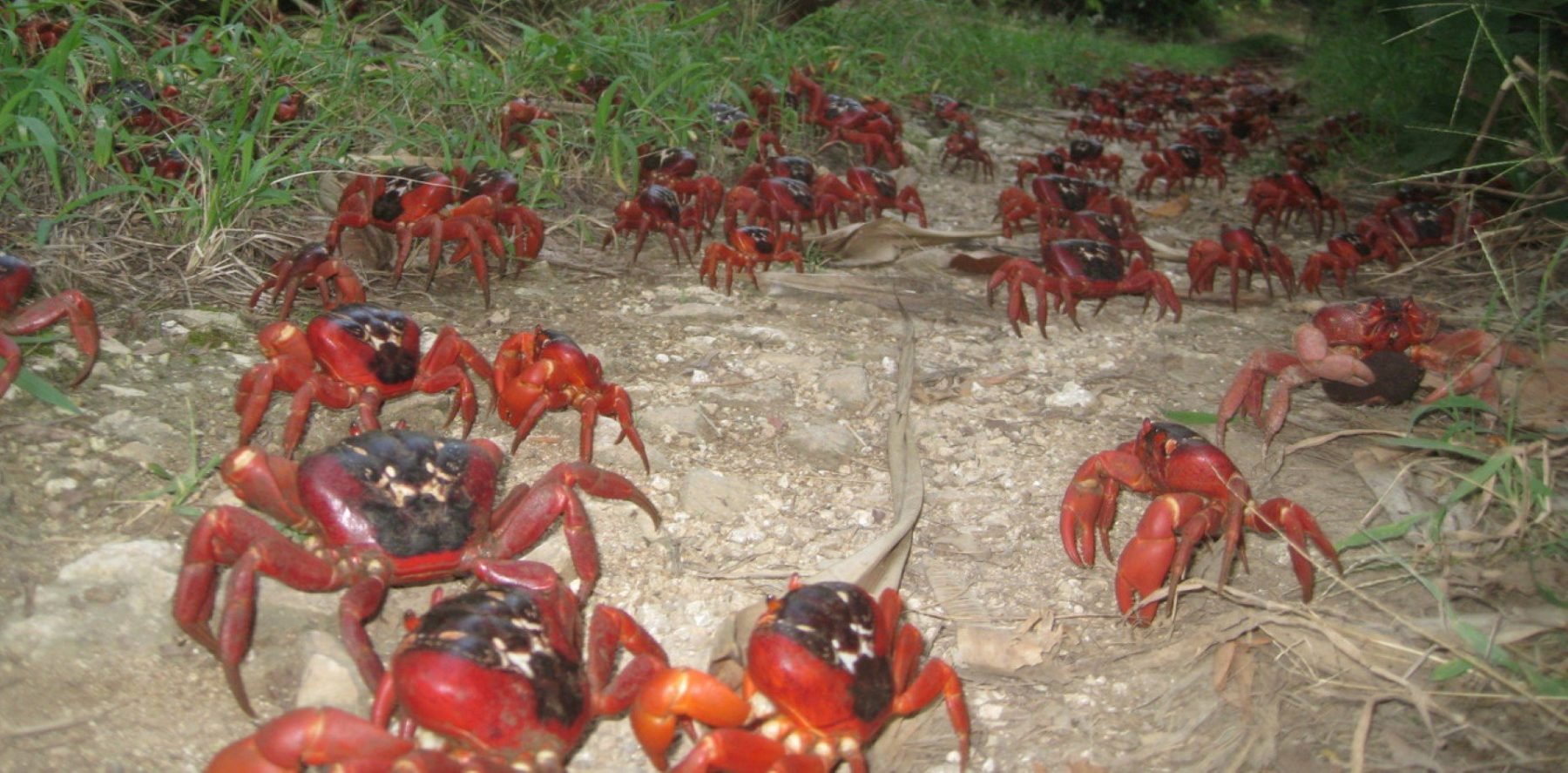 A Tiny Wasp Could Save Christmas Island’s Spectacular Red Crabs From 