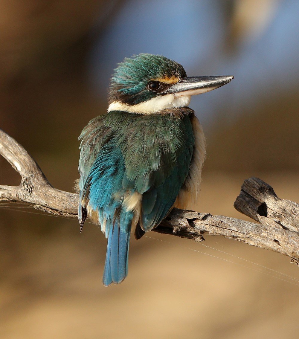 Australia’s Sacred Animals: Guardians Of The Land And Spirit