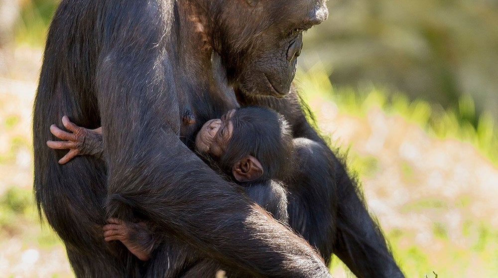 GALLERY: Taronga Zoo's new baby chimp - Australian Geographic