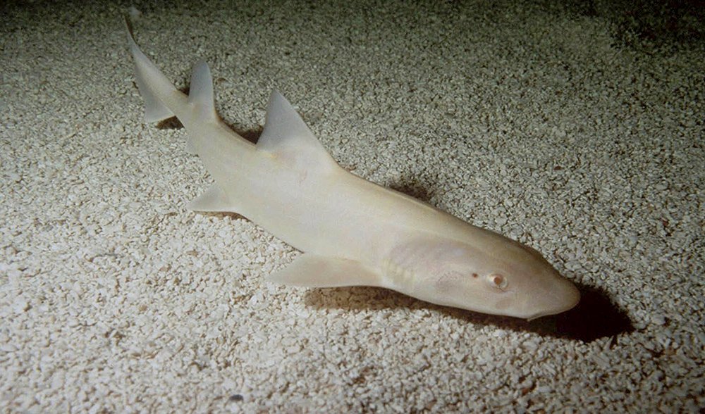 albino shark