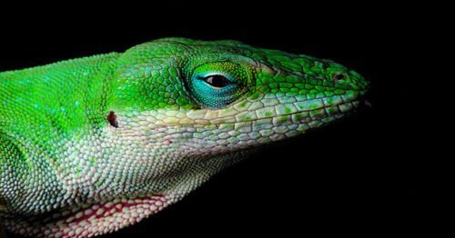 Smarter than the average reptile? - Australian Geographic