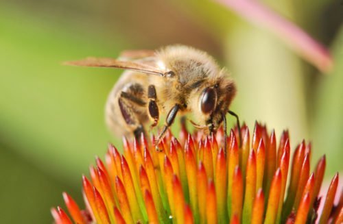 Gallery: Australia's 10 most dangerous stingers - Australian Geographic