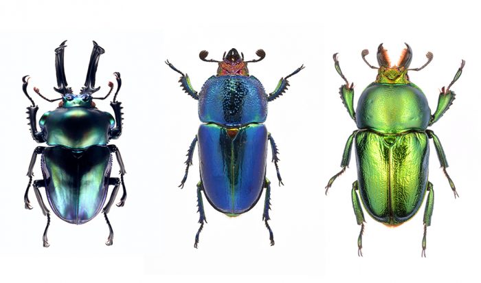 Beetle baubles: Australia's stag beetles - Australian Geographic