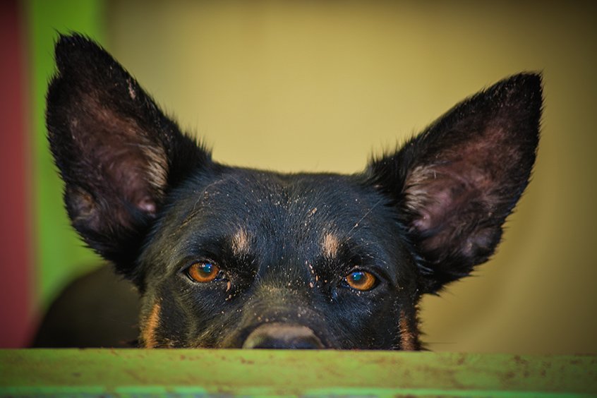 Gallery: Australian working dogs - Australian Geographic