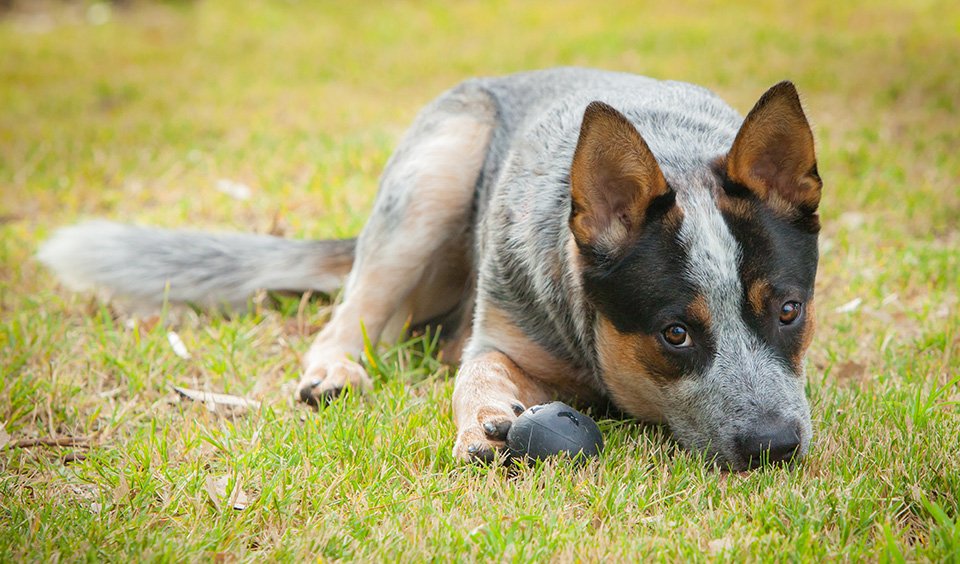 Gallery: Australian working dogs - Australian Geographic