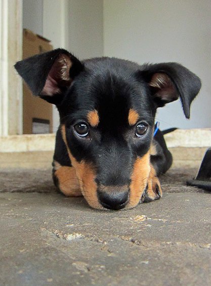 Gallery: Australian working dogs - Australian Geographic