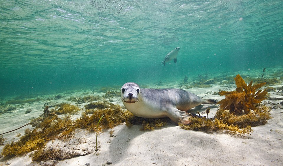 Gallery Australian sea lions Australian Geographic