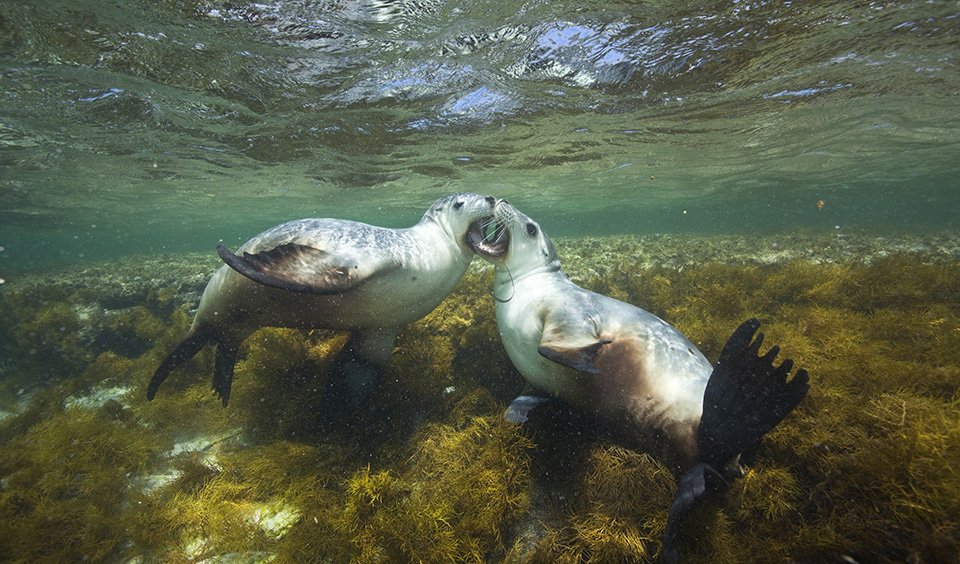 Gallery Australian sea lions Australian Geographic