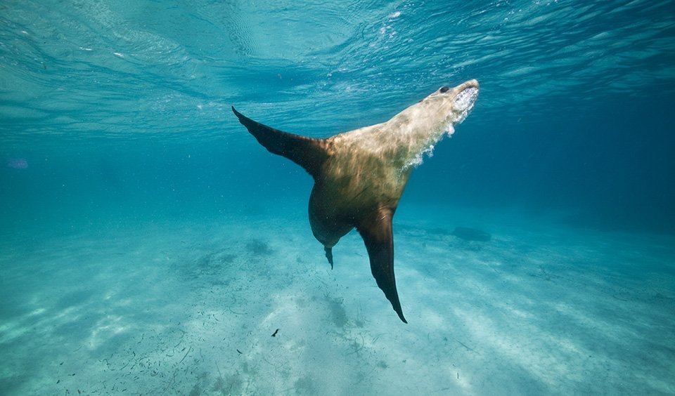 Gallery: Australian sea lions - Australian Geographic