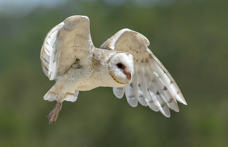 Flight of the barn owl - Australian Geographic