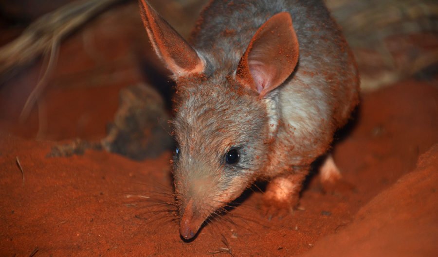 https://www.australiangeographic.com.au/wp-content/uploads/2018/06/Bilby-Joeys_Robert-Dockerill-900x529.jpg?quality=75