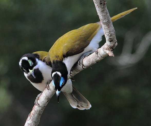 Gallery: Bird beauties of SE Queensland - Australian Geographic