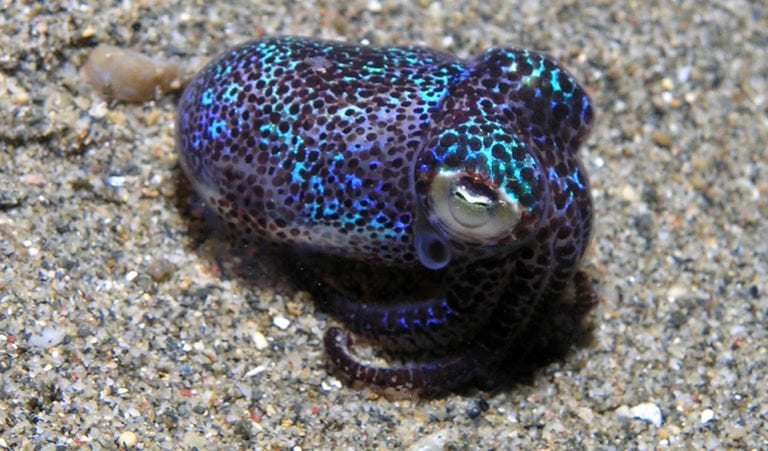 Hummingbird bobtail squid - Australian Geographic