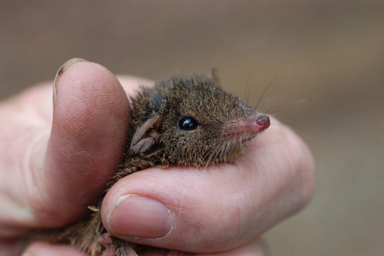 GALLERY: Australia's sleepiest species - Australian Geographic