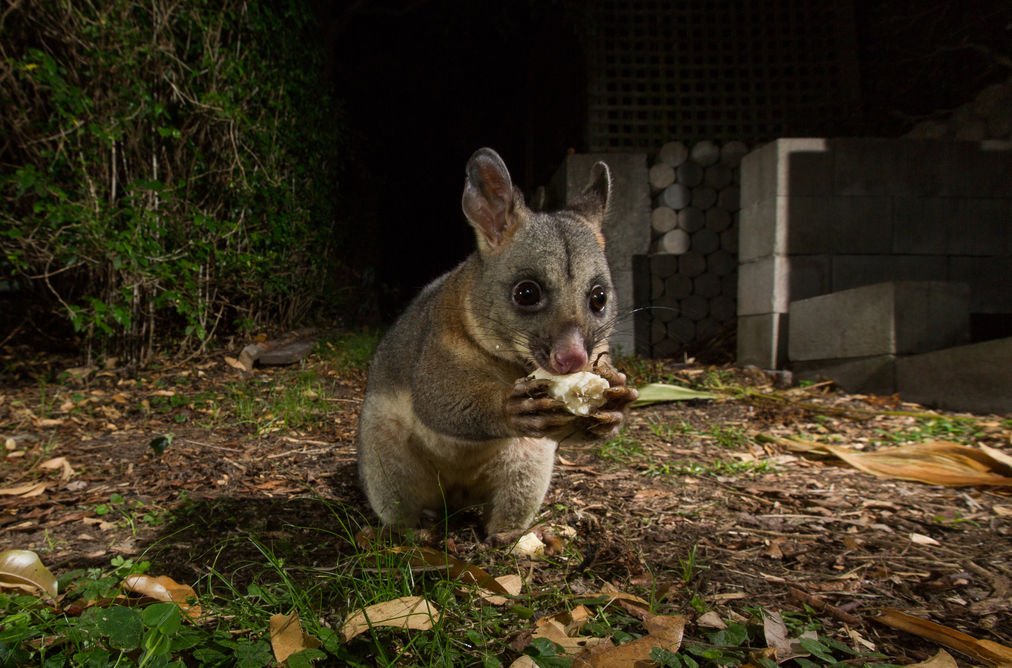When possums go bump in the - Australian Geographic