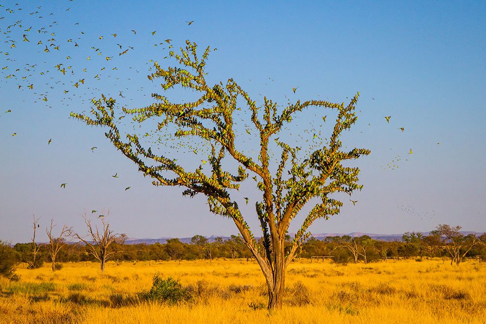 Gallery Stunning Flocks Of Budgies In Outback Australia Australian