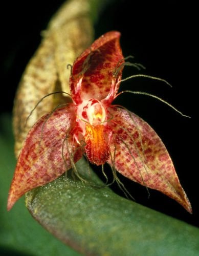 Gallery: World's first night-flowering orchid - Australian Geographic