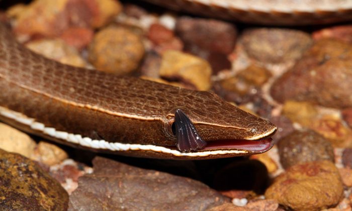 Australia's legless geckoes - Australian Geographic