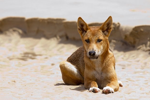 Abnormaal Ga trouwen tandarts Whales to insects: a dingo's breakfast on Fraser Island - Australian  Geographic