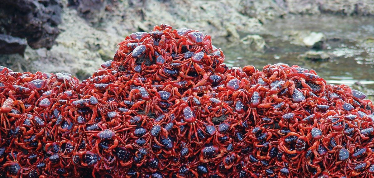 Watch Christmas Island’s annual red crab migration live online tomorrow morning - Australian 