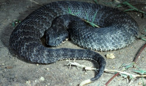 Multiplying death adders - Australian Geographic