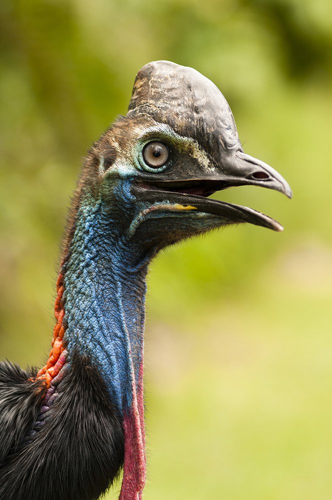 Feathered heads: portraits of native Australian birds - Australian ...