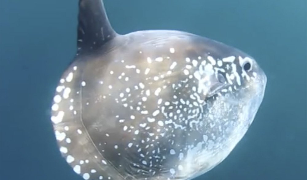 VIDEO: The newly discovered 'Hoodwinker' sunfish - Australian Geographic