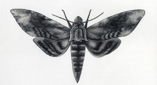 2012 Natural History Illustration prize announced - Australian Geographic